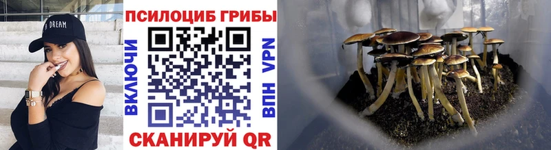где можно купить Унеча Псилоцибиновые грибы Psilocybe